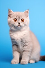 Fototapeta na wymiar british purebred kitten on neutral background. Generative ai
