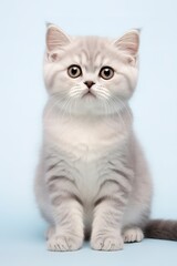 Fototapeta na wymiar british purebred kitten on neutral background. Generative ai