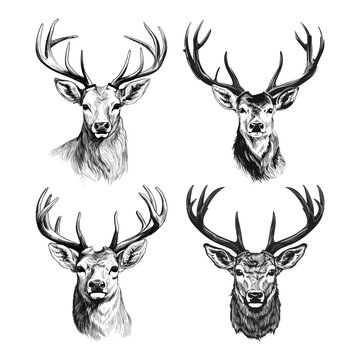 Hand-drawn set of Deer vector illustration