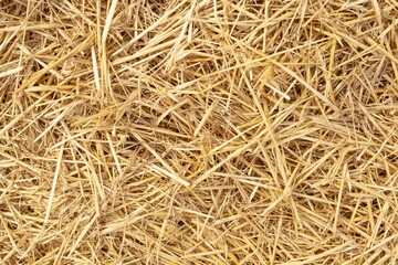 Wheat dry straw texture background, beveled wheat, cereal crops, top view