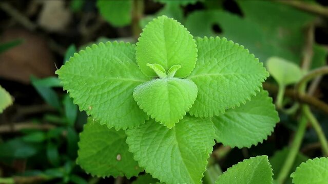 Footage of Cuban Oregano or Spanish Thyme Grown as Edible Ornamental Houseplants