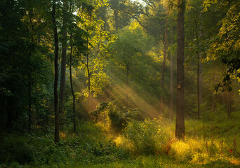 Promienie słońca po deszczu w lesie