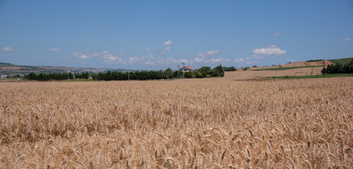golden wheat field and sunny day. farm concept