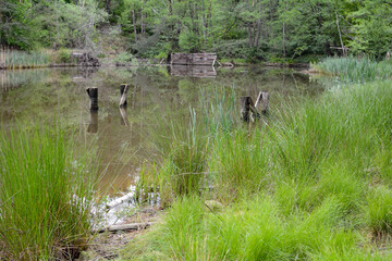 Shore at a small lake with wooden posts in the water