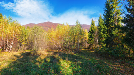 Naklejka na ściany i meble forest in fall colors on the grassy hills. mountainous countryside scenery in morning light. bright blue sky with fluffy clouds