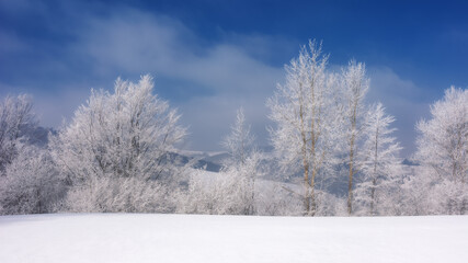 winter scenery with forest in hoar frost. landscape with trees on snow covered hills