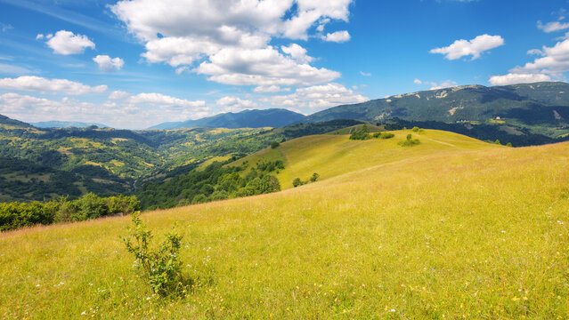 grassy meadow landscape of ukrainian mountains. summer scenery of carpathian countryside on a warm sunny day