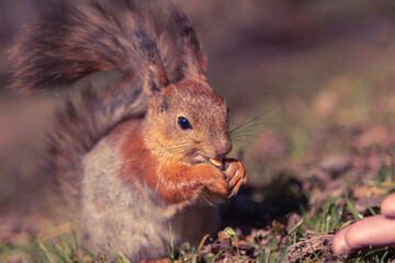 a squirrel on the ground. A small red squirrel is eating from the hand. A man feeds a squirrel with his hands. Animals in nature. Man and animals. Wildlife