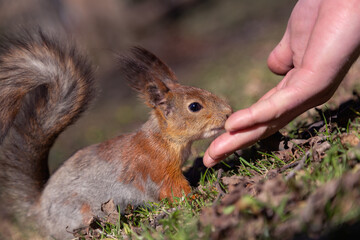 a squirrel on the ground. A small red squirrel is eating from the hand. A man feeds a squirrel with his hands. Animals in nature. Man and animals. Wildlife