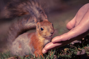 a squirrel on the ground. A small red squirrel is eating from the hand. A man feeds a squirrel with his hands. Animals in nature. Man and animals. Wildlife
