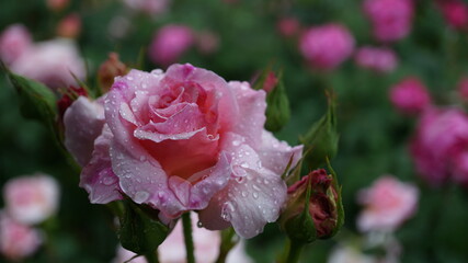 雨に濡れて咲くピンクの薔薇