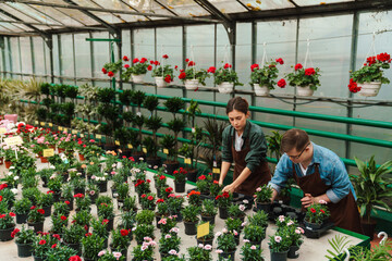 Beautiful woman florist and man with down syndrome sorting flowers while working in greenhouse
