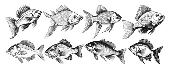 Collection of fish in hand drawn style
