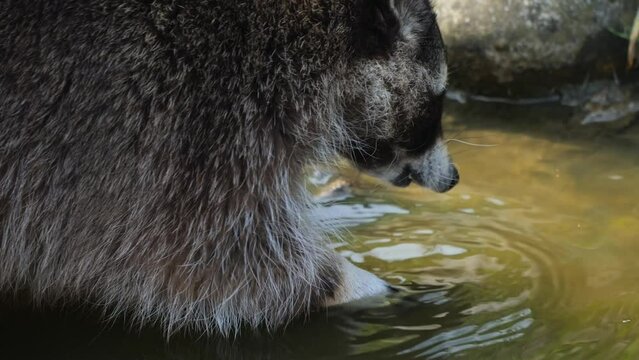 Raccoon Cleaning Its Paw In Pond Water. closeup