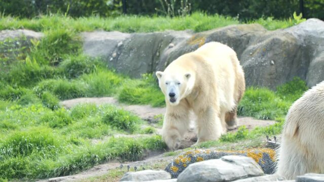 Polar Bears Roaming Around In The Wilderness. Ursus Maritimus. closeup