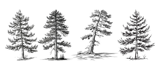 Set of lodgepole pine tree in hand draw style - obrazy, fototapety, plakaty