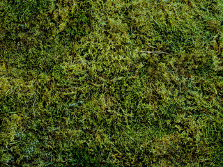 Green moss texture background. Top view of natural green moss. Can use as forest background for...