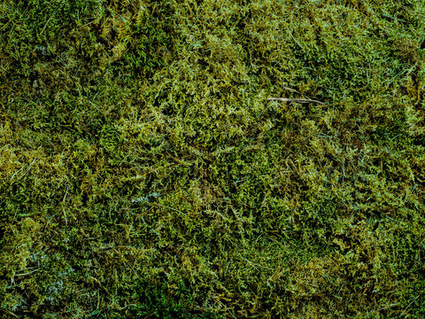 Green moss texture background. Top view of natural green moss. Can use as forest background for cosmetic mock up. Copy space for text or design. Studio shot