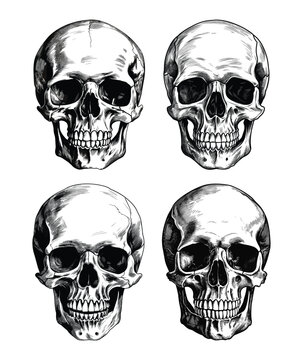 Collection of Hand drawn human skull 
