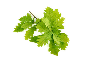 Green Oak Leaves, isolated on white background.