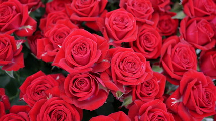 華やかな深紅の薔薇（品名：レディラブ）