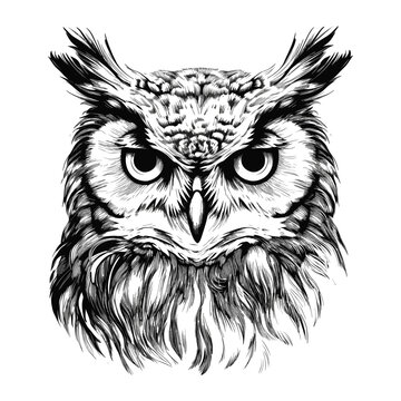 Vector hand drawn illustration of owl
