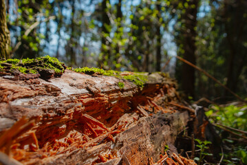 Wald Baum tot