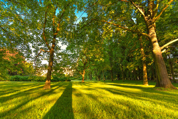 trees in the park