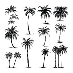 Hand drawn palm trees collection - obrazy, fototapety, plakaty