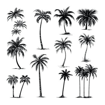 Hand drawn palm trees collection