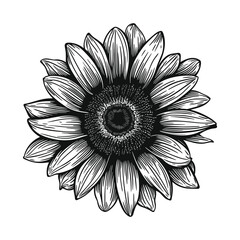 Hand drawing illustration of sunflower