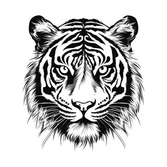 Tiger hand draw sketch on white background vector illustration