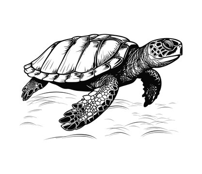 Hand drawn turtle vector illustration