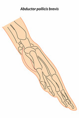 Medical illustration of Abductor pollicis brevis hands muscle. Line drawings See through the skin, image for student learning, medicine, and sports science.