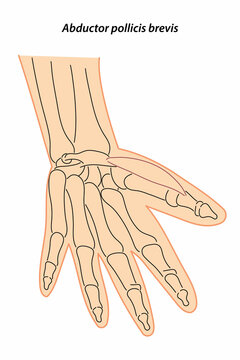 Medical illustration of Abductor pollicis brevis hands muscle. Line drawings See through the skin, image for student learning, medicine, and sports science.
