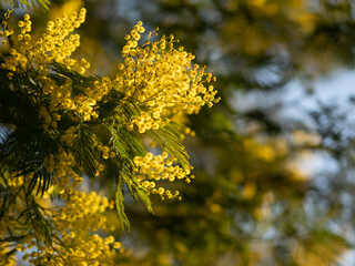 Beautiful bright yellow hairy mimosa flowers close-up. Blooming mimosa tree in early spring waves on wind. Sunny spring day. Acacia dealbata. Fluffy flowers in spring garden with sunny bokeh light