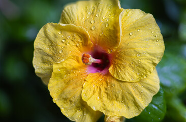 Fototapeta premium A close-up reveals the radiant glory of a yellow hibiscus. Its bold petals burst forth, a sunlit symphony. At its heart, a crimson core stirs the soul. Close up of a large tropical summer flower