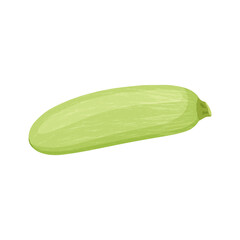 Zucchini autumn vegetable, Harvest squash on a white background. Vector illustration.