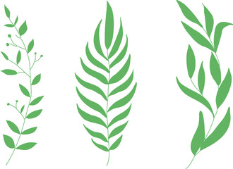 Elegant thin twigs of plants. Green curly leaves. Leaves and twigs on a white background. Set of green herbs.Minimal feminine botanical floral branch in silhouette style. Hand drawn wedding herb