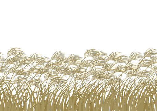 ススキ　風流な日本の秋のイメージ