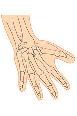 Medical illustration of Abductor pollicis brevis hands muscle. Line drawings See through the skin, image for student learning, medicine, and sports science.
