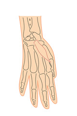 Medical illustration of Abductor pollicis brevis hands muscle. Line drawings See through the skin, image for student learning, medicine, and sports science.