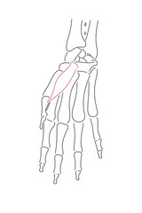 Medical illustration of Abductor pollicis brevis hands muscle. Line drawings image for student learning, medicine, and sports science.