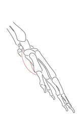 Medical illustration of Abductor pollicis brevis hands muscle. Line drawings image for student learning, medicine, and sports science.