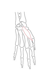 Medical illustration of Abductor pollicis brevis hands muscle. Line drawings image for student learning, medicine, and sports science.