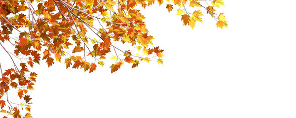 autumn leaves on white background - obrazy, fototapety, plakaty