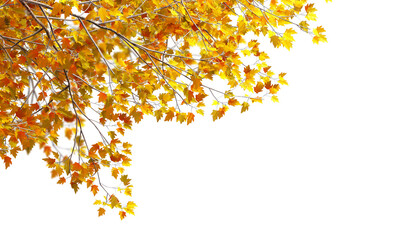 Autumn tree with leaves on white