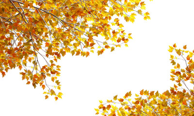 Autumn leaves on a white background