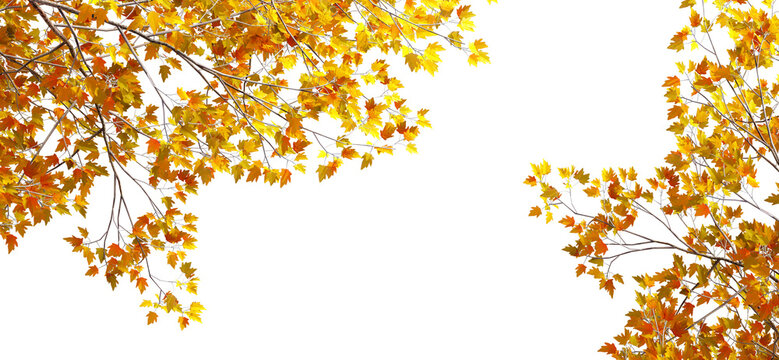 Isolated autumn leaves background