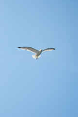 Obraz premium seagull in flight